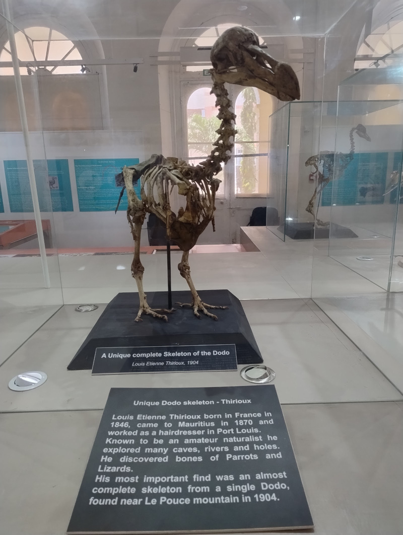 Dodo Skeleton